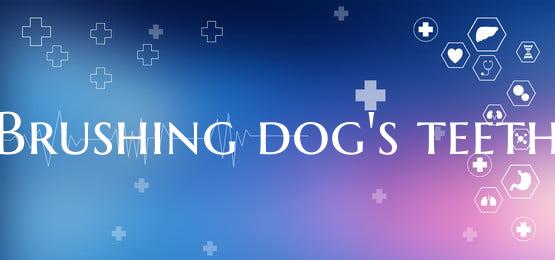 Brushing dog's teeth